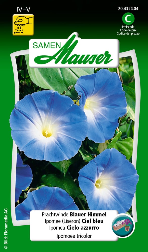 Prachtwinde Blauer Himmel Blumensamen Samen Mauser 650104303000 Inhalt 150 Korn (ca. 80 Pflanzen oder 3 m²) Bild Nr. 1