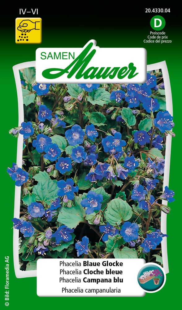 Phacelia Campana blu Sementi di fiori Samen Mauser 650106301000 Contenuto 0.5 g (ca. 300 piante o 3 - 5 m²) N. figura 1