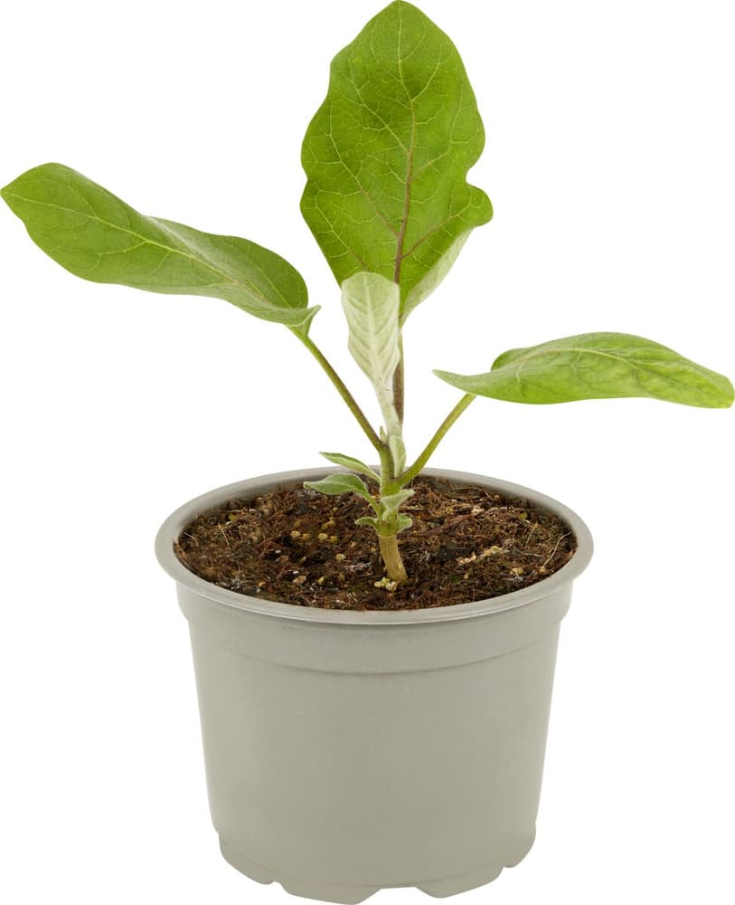 Bio Mini-melanzana Solanum melongena Ø12cm Pianta di verdura 307118800000 N. figura 1