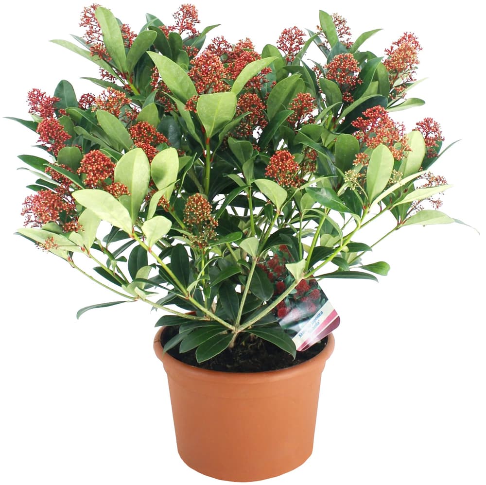 Skimmia japonica Ø13cm Arbusto da fiore 306116200000 N. figura 1