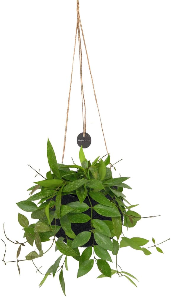 Kokodama Black Hoya im Übertopf Ø12cm Grünpflanze 300413002000 Bild Nr. 1