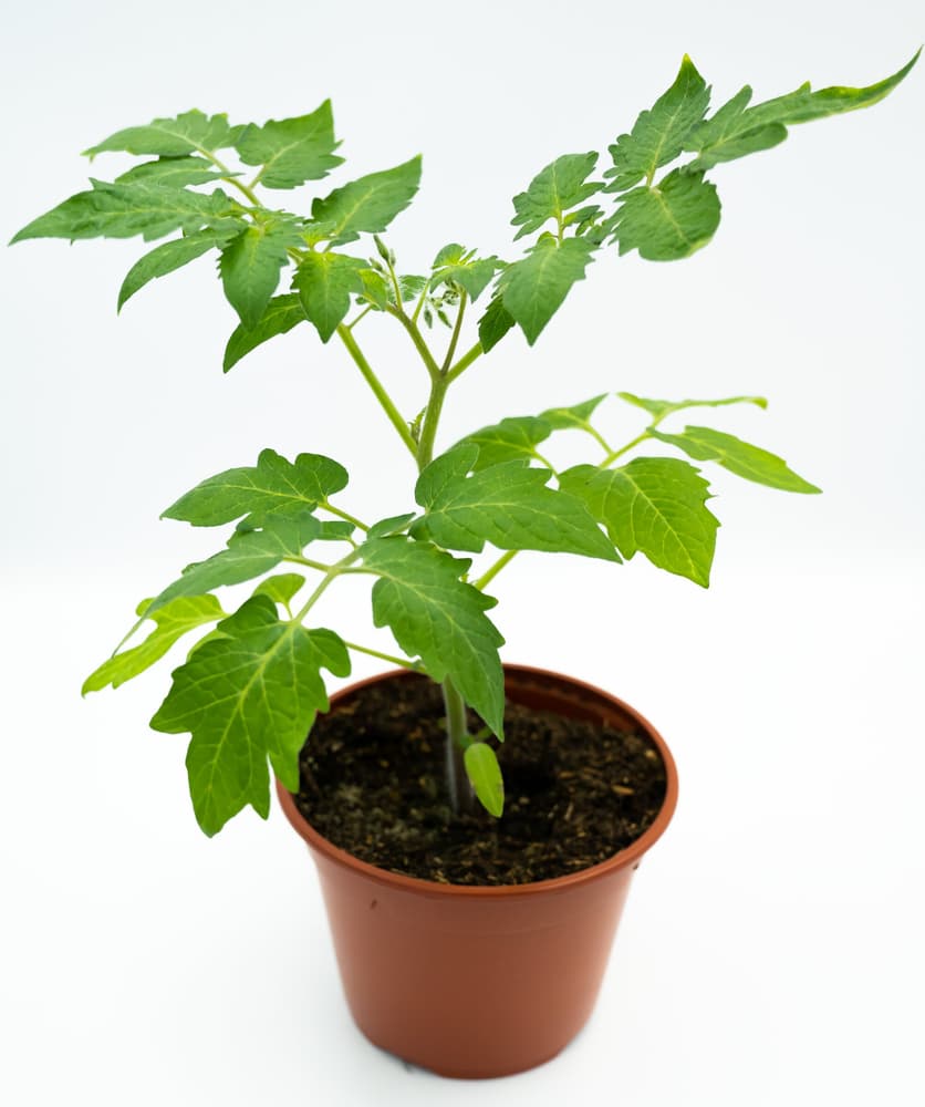 Bio Pflaumentomate Solanum lycopersicun Ø13cm Gemüsepflanze 307092100000 Bild Nr. 1