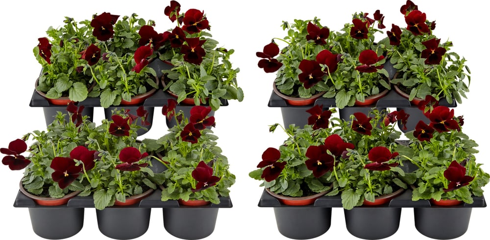 Viola cornuta Rot (set da 24) Ø9cm Fiore primaverile 650391800000 N. figura 1