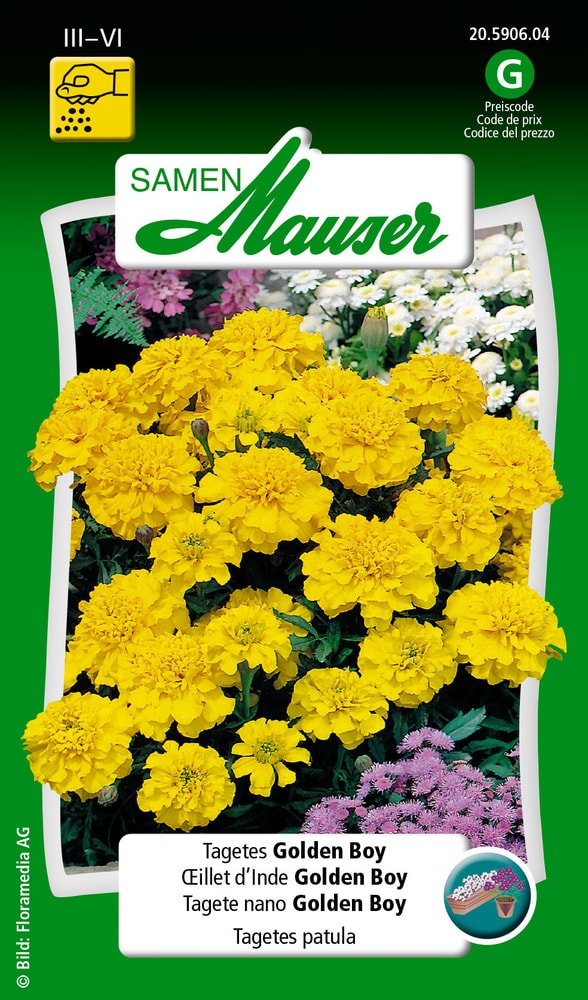 Tagete nano Golden Boy Sementi di fiori Samen Mauser 650107504000 Contenuto 1 g (ca. 80 piante o 5 - 6 m²) N. figura 1