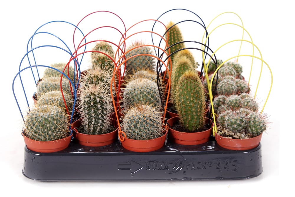 Cactus Ø5,5 Cactus 300376200000 N. figura 1