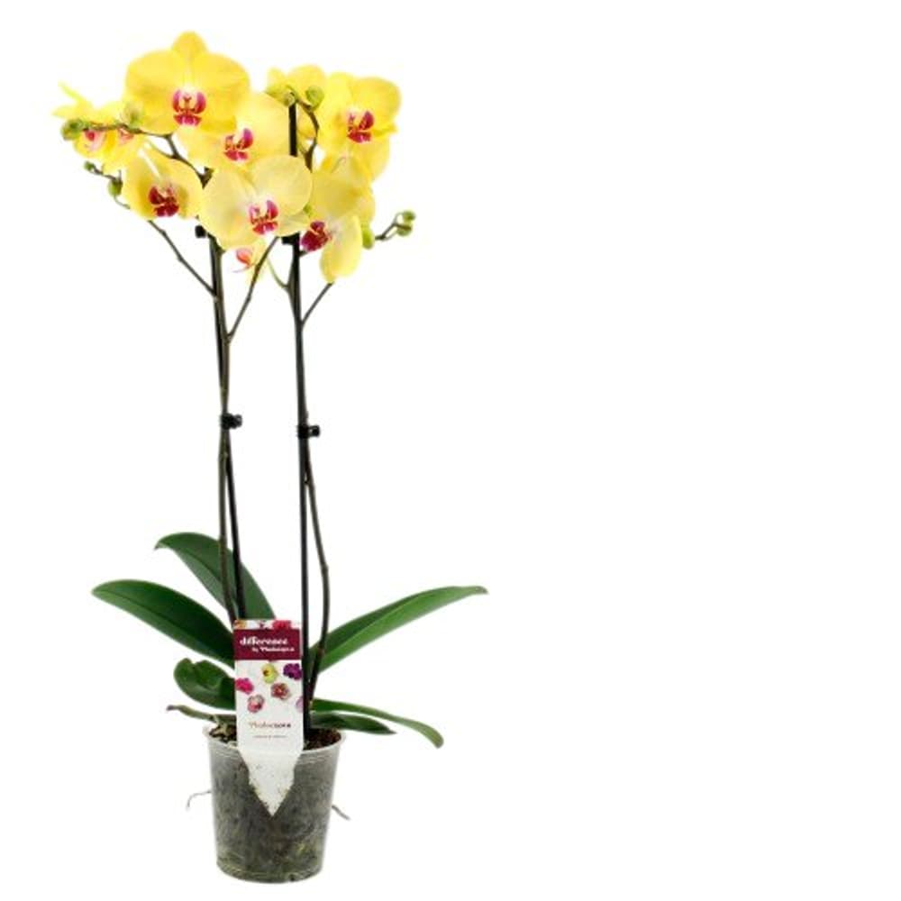 Phalaenopsis nova Ø12cm Orchidee 300305005100 Bild Nr. 1