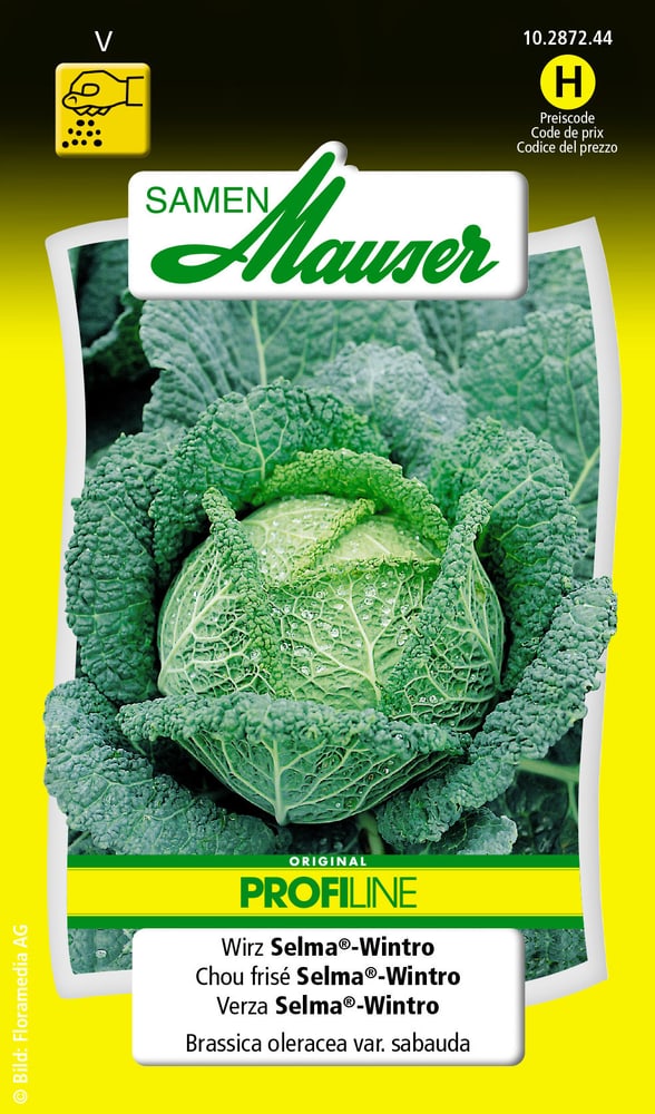Verza Selma®-Wintro Sementi di verdura Samen Mauser 650116301000 Contenuto 0.25 g (ca. 60 piante o 8 - 10 m²) N. figura 1