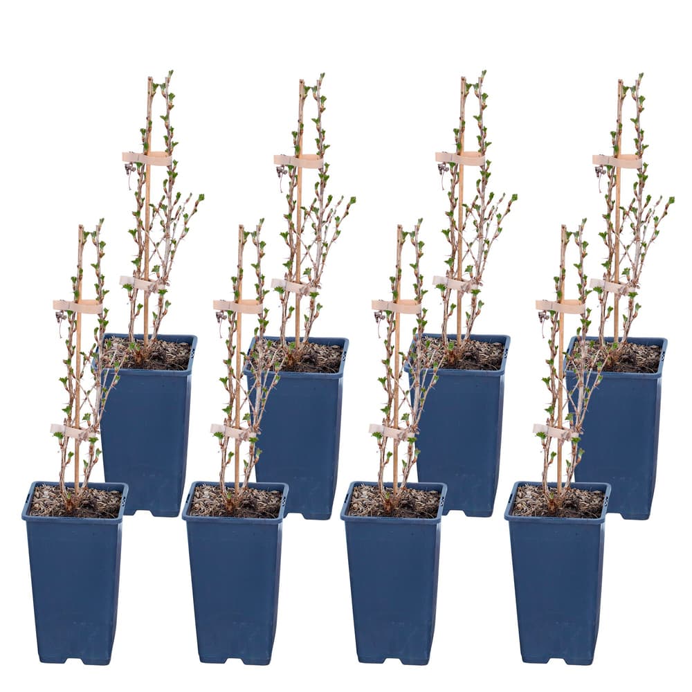 Uva Spina Hinnonmäki grün Ribes (set da 8) Ø17cm Frutta a bacche 650601400000 N. figura 1