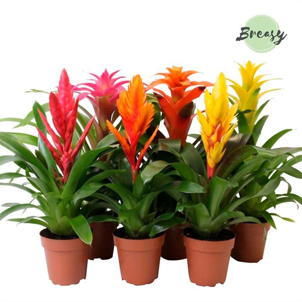 Guzmania/Vriesea Ø12 Pianta da fiore 300273900000 N. figura 1