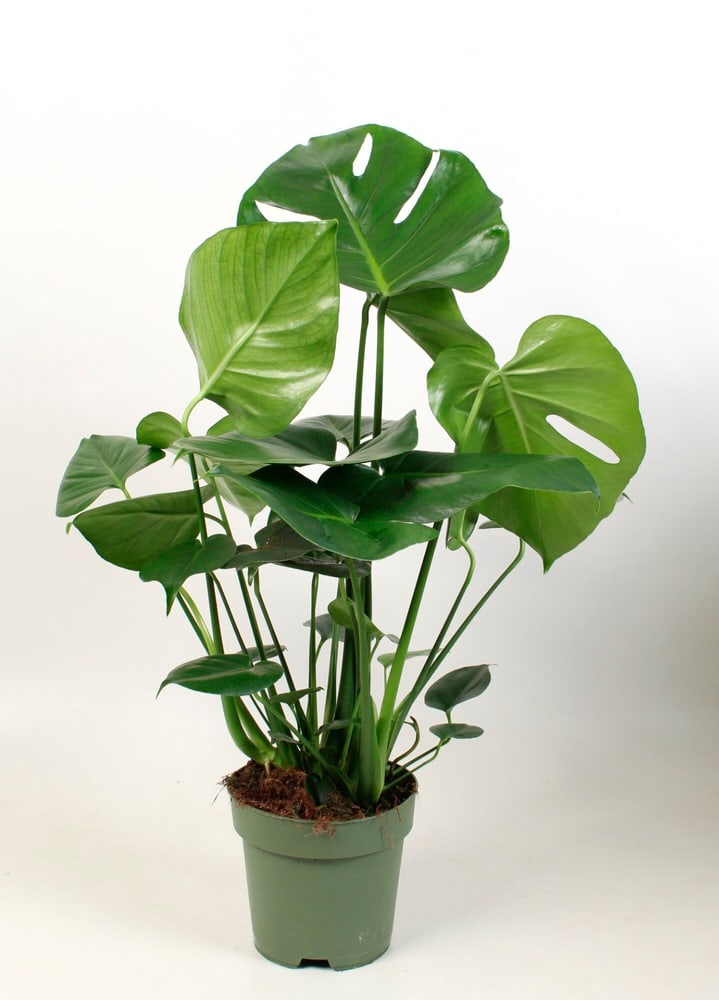 Monstera Ø17cm Grünpflanze Monstera Ø17cm Grünpflanze 300289000000 Bild Nr. 1