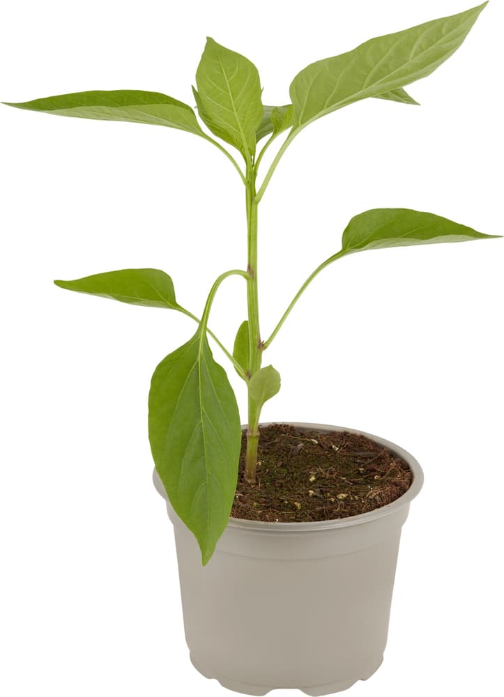 Bio Jumbo-Paprika Capsicum esculentum Ø12cm Gemüsepflanze 307118500000 Bild Nr. 1