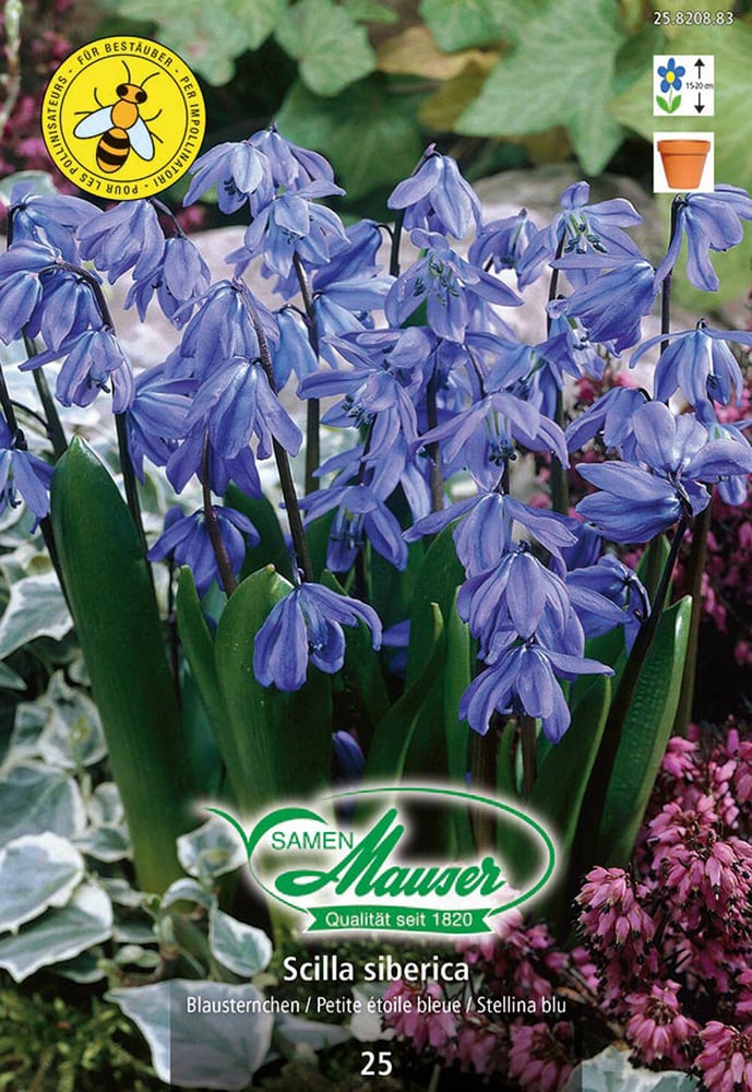 Scilla siberica Blumenzwiebeln Samen Mauser 650297300000 Bild Nr. 1