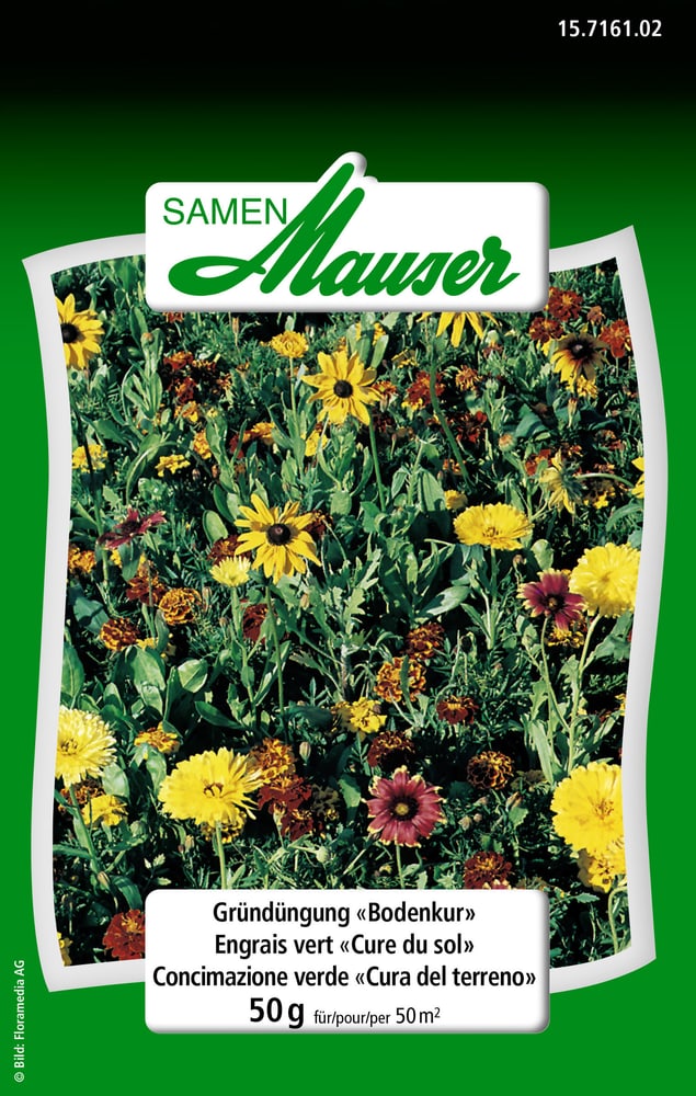 Engrais Vert Cure Du Sol 50 G Semences de fleurs Samen Mauser 650117200000 Photo no. 1