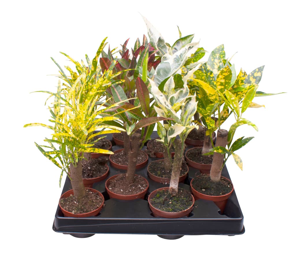 Plantes vertes mélangent tige Ø6cm Plante verte Plantes vertes mélangent tige Ø6cm Plante verte 300241600000 Photo no. 1