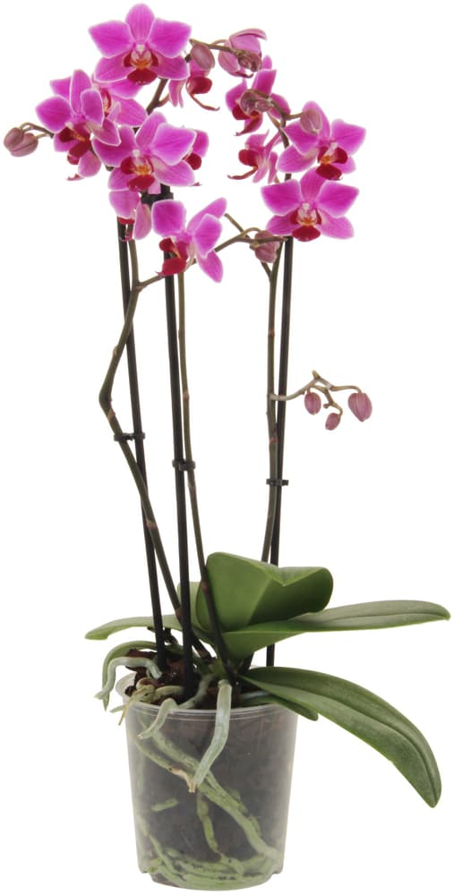 Phalaenopsis multiflora Royal Mix Ø12cm Orchidée 300225000000 Photo no. 1