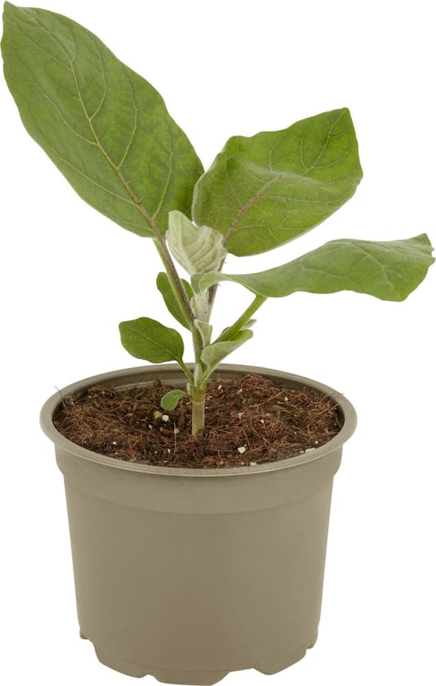 Bio Aubergine, veredelt Solanum batatas Ø12cm Gemüsepflanze 307008100000 Bild Nr. 1