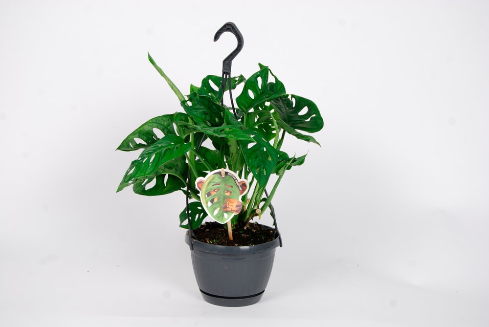 Monstera Obliqua 'Monkey Leaf' Ampel (6er Set) 15 cm Grünpflanze 650388100000 Bild Nr. 1