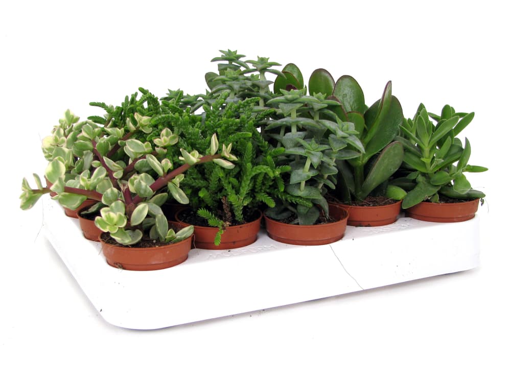 Crassula Ø8,5 Pianta succulente 300376300000 N. figura 1