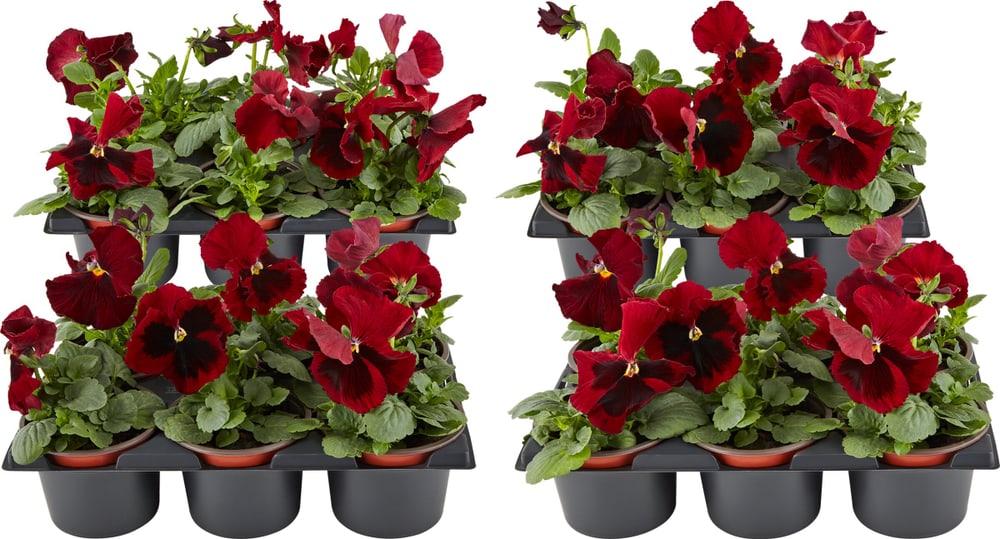 Viola wittrockiana Rot (set da 24) Ø9cm Fiore primaverile 650392300000 N. figura 1