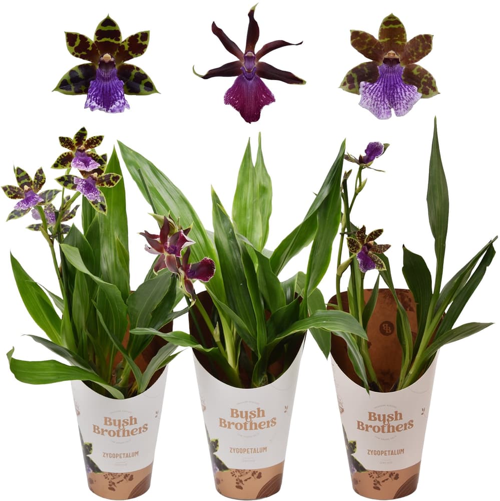 Zygopetalum Louisendorf Ø12cm Blühpflanze Zygopetalum Louisendorf Ø12cm Blühpflanze 300410000000 Bild Nr. 1