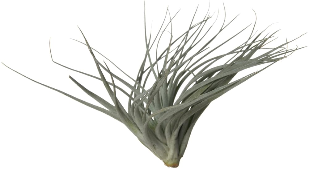 Tillandsia Pianta succulente Tillandsia Pianta succulente 300215900000 N. figura 1