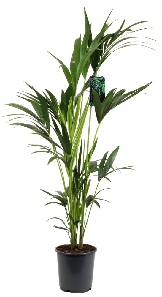 Howea Kentia Ø24cm Pianta verde 300205000000 N. figura 1