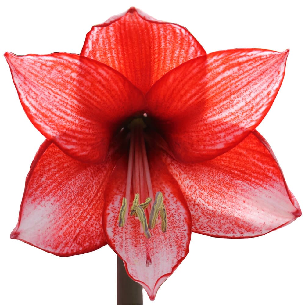 Amaryllis Charisma Amaryllis Samen Mauser 650297500000 Photo no. 1