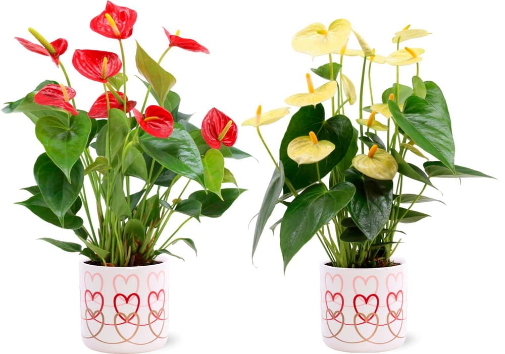 Anthurium Anthurium 300379700000 N. figura 1