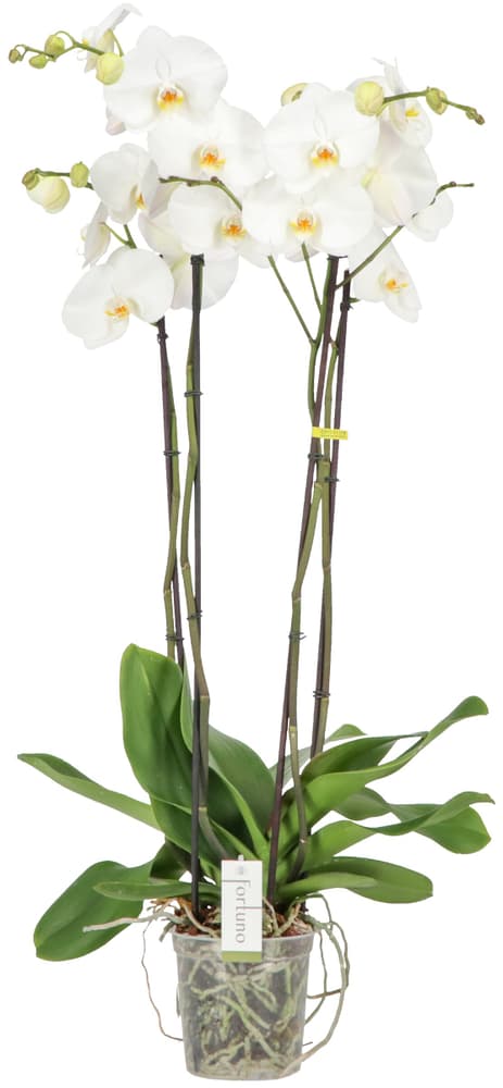 Phalaenopsis Alto Ø17cm Orchidea 300301300000 N. figura 1