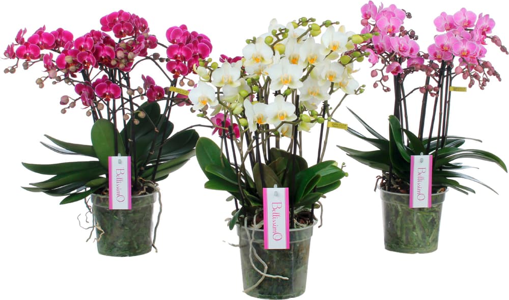 Orchidea Phalaenopsis Ø15cm Orchidea 300303400000 N. figura 1