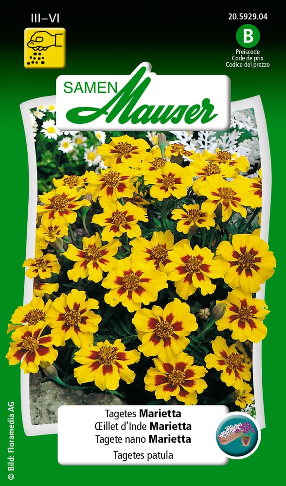 Tagete nano Marietta Sementi di fiori Samen Mauser 650107507000 Contenuto 1 g (ca. 80 piante o 5 - 6 m²) N. figura 1