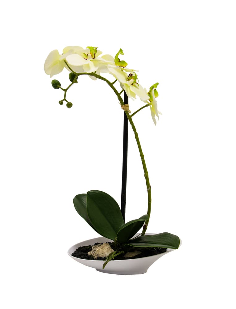 Orchidee in Schale Kunstblume 657354300003 Farbe Grün Grösse H: 32.0 Bild Nr. 1