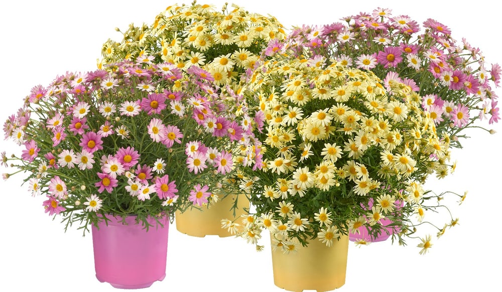 Margeriten Argyranthemum Farbenmix (4er Set) Ø18cm Frühlingsblume 650183600000 Bild Nr. 1