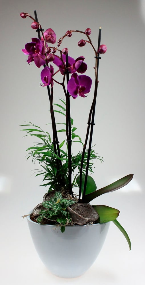 Phalaenopsis Schale Phalaenopsis Cultivars im Übertopf Ø20cm Blühpflanze 300302800000 Bild Nr. 1