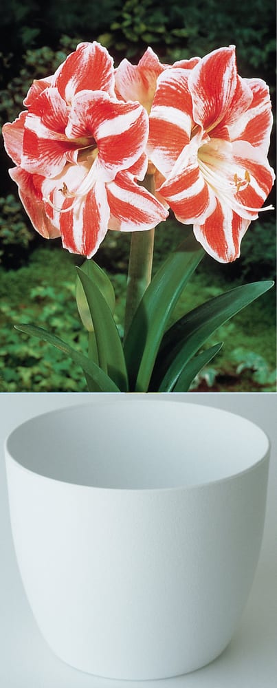 Gloria rot-weiss im Cachepot Weiss Amaryllis Samen Mauser 650264400000 Bild Nr. 1