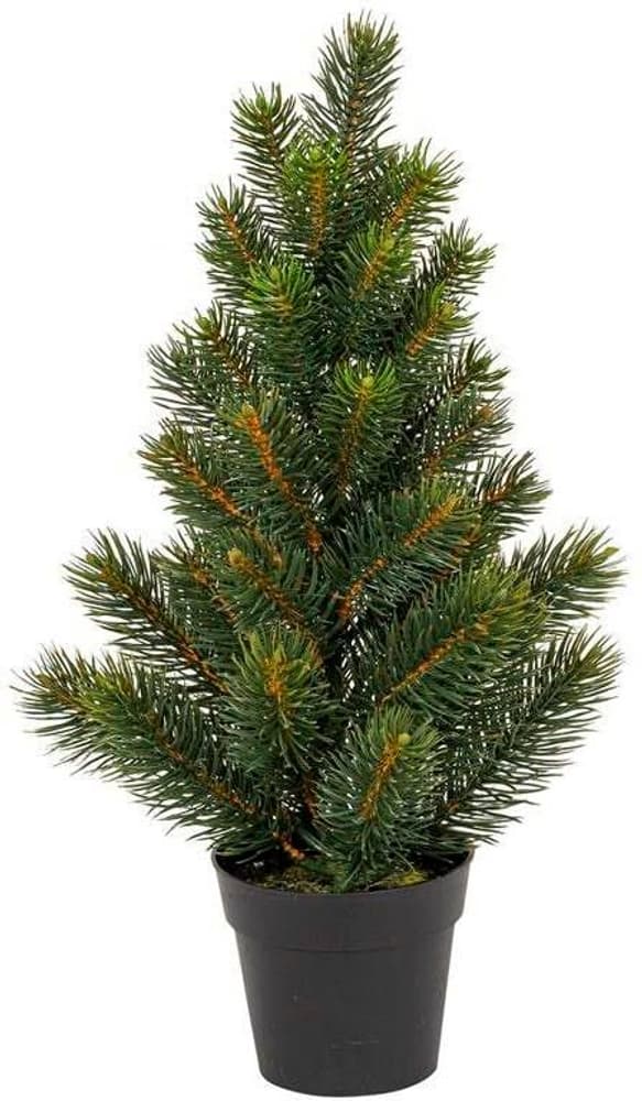 Tannenbaum im Topf H: 41 cm Weihnachtsbaum Botanic-Haus 785302444181 Bild Nr. 1