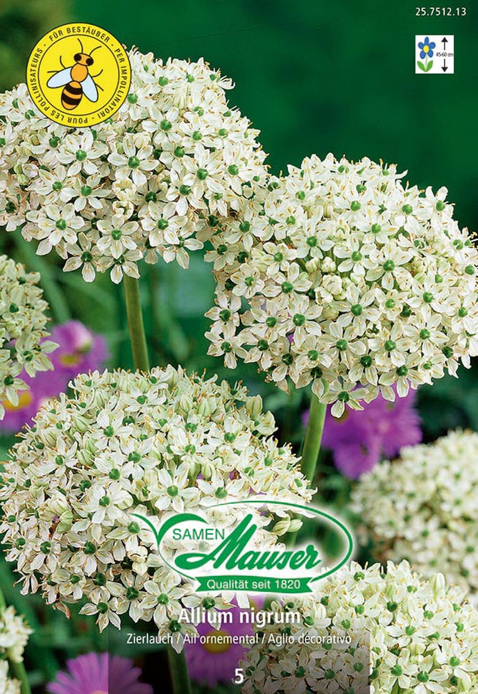 Allium nigrum Bulbi da fiore Samen Mauser 650296500000 N. figura 1