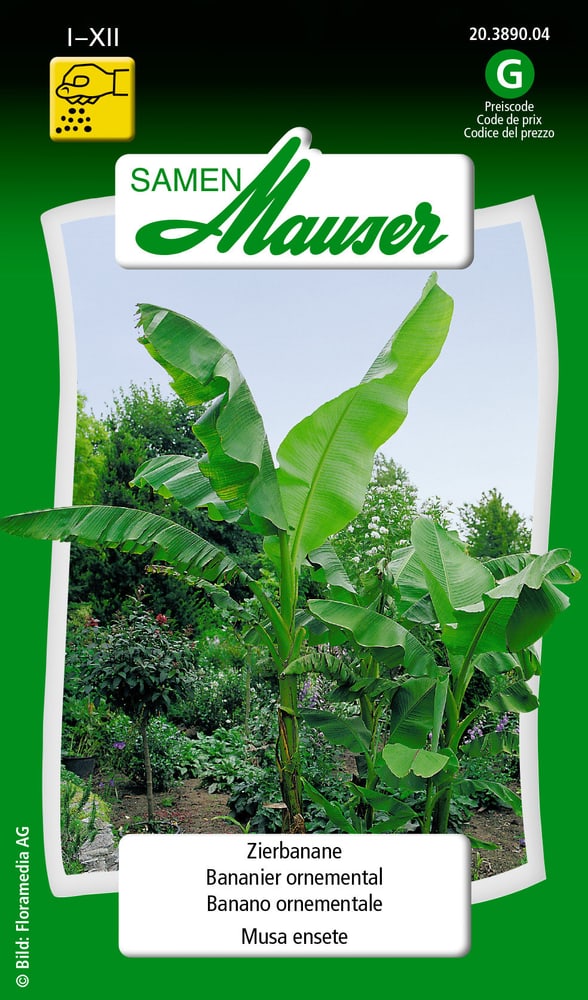 Banano ornementale Sementi di fiori Samen Mauser 650108301000 Contenuto 10 g (ca. 5 piante) N. figura 1