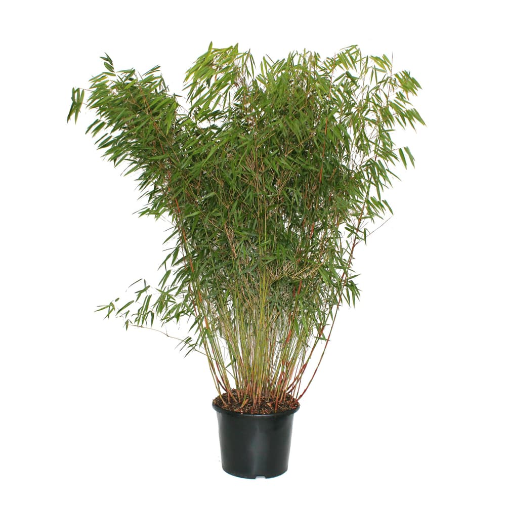 Bambù / Fargesia 15l Arbusto ornamentale 650141700000 N. figura 1