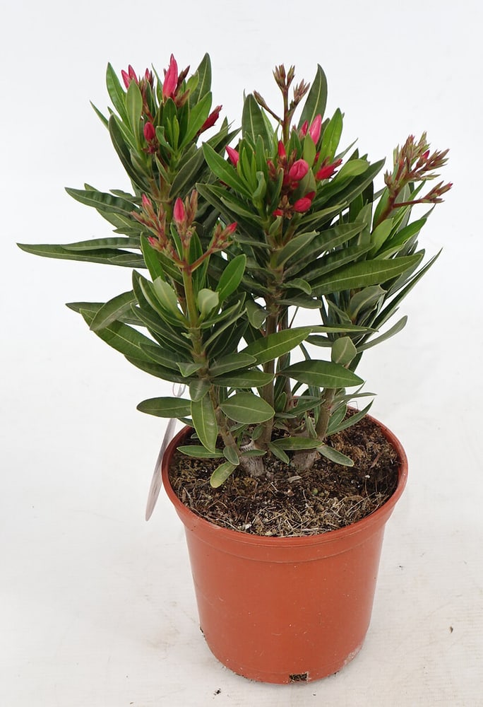 Nerium Oleander avec cache-pot 14cm Plante à fleurs méditerranéenne 304061200000 Photo no. 1