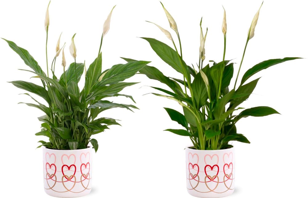 Spathiphyllum Spathiphyllum 300379800000 N. figura 1