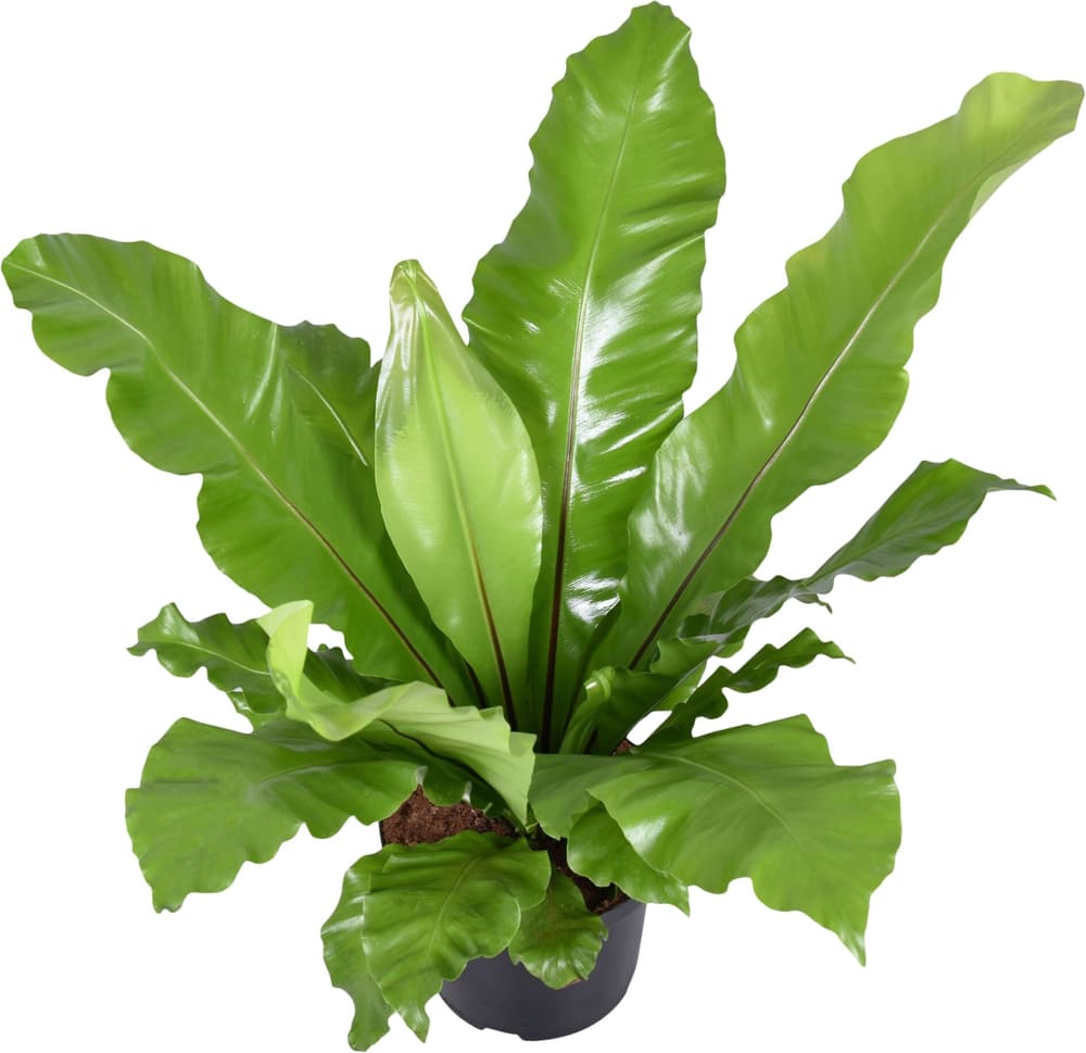 Breitblattfarne Asplenium Ø26 Grünpflanze Breitblattfarne Asplenium Ø26 Grünpflanze 300402900000 Bild Nr. 1