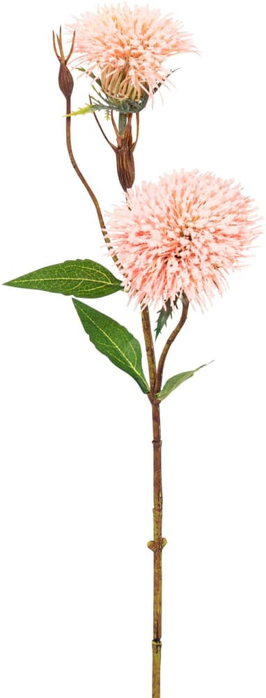 Grevillea Fleur artificielle 658079800000 Couleur Rose Dimensions L: 50.0 cm Photo no. 1