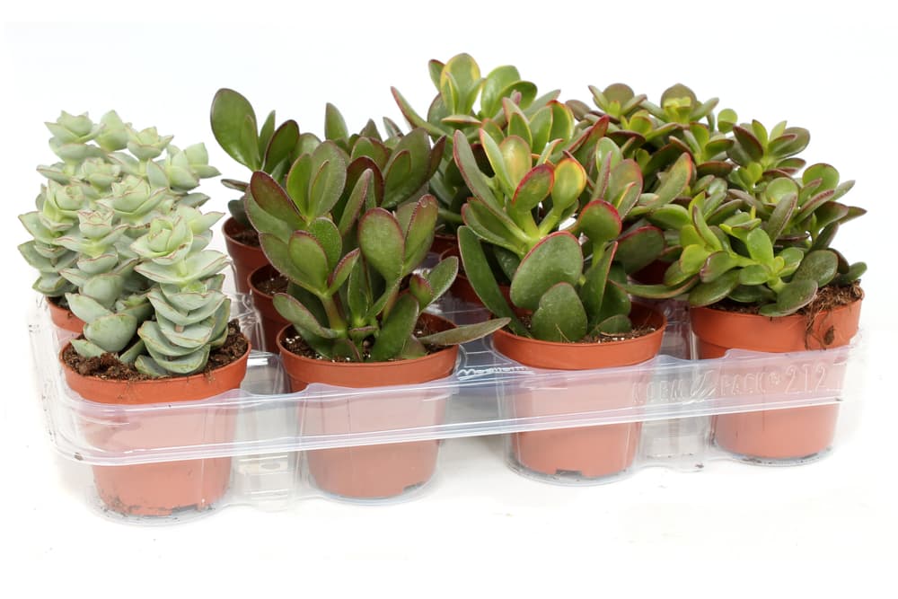 Crassula Ø5,5 Pianta succulente 300376100000 N. figura 1