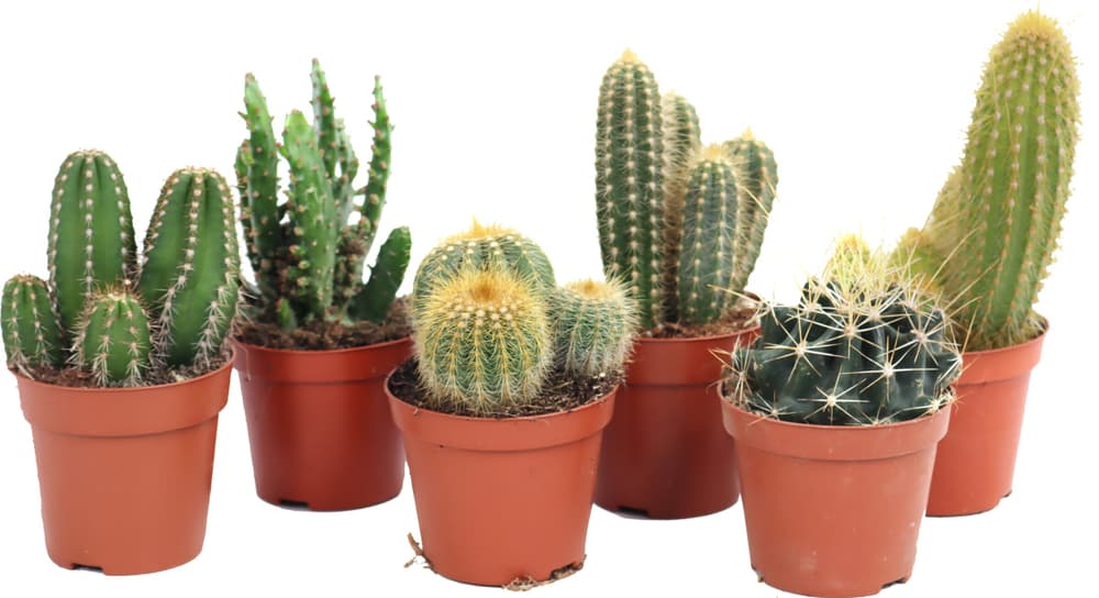 Kakteen Cactus Ø8,5 Kaktus 300375700000 Bild Nr. 1