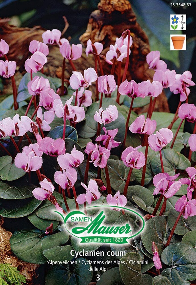 Cyclamen Bulbi da fiore Samen Mauser 650261000000 N. figura 1