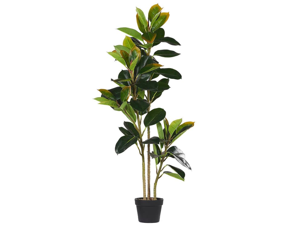 Ficus Elastica Pianta artificiale Beliani 656828100000 N. figura 1