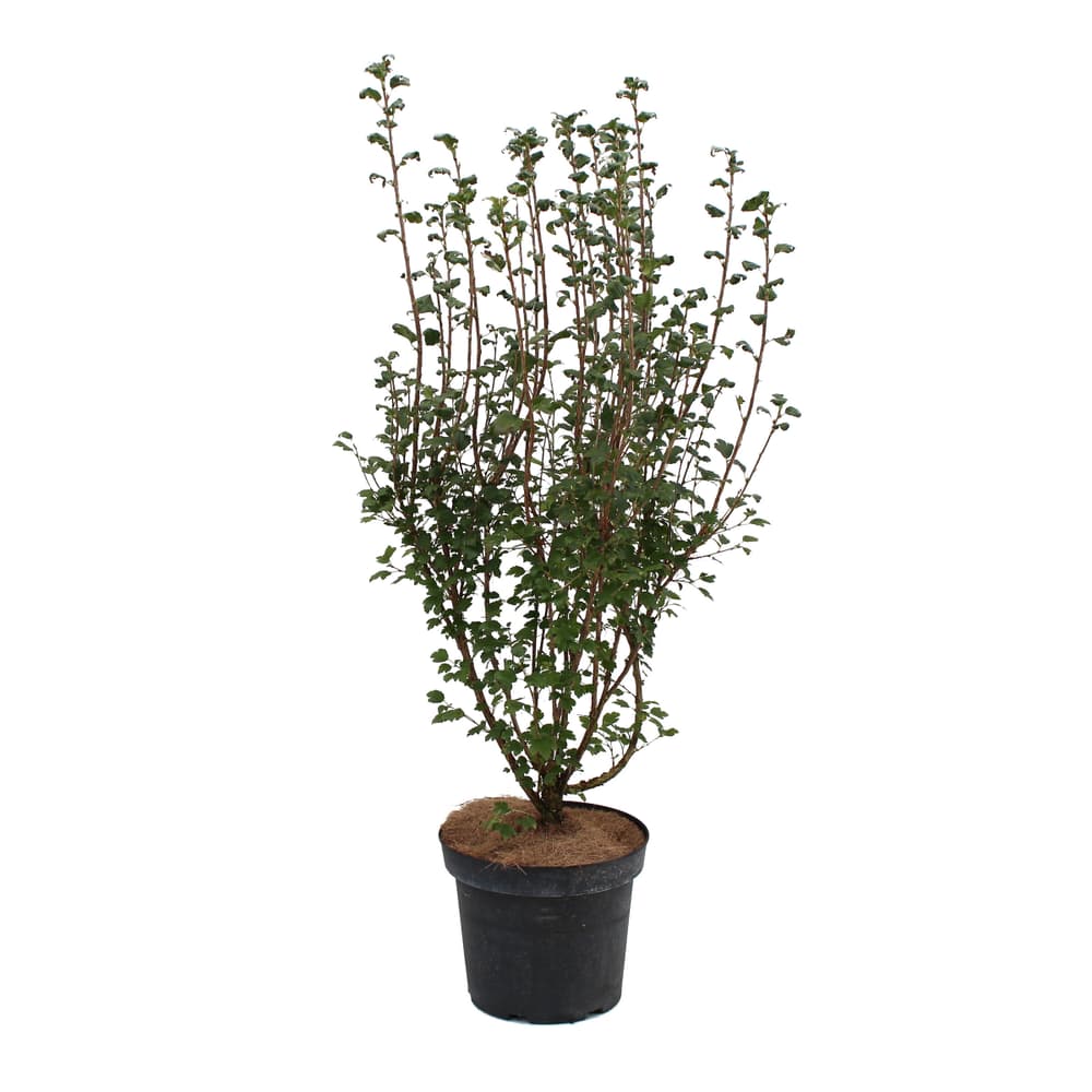 Johannisbeere Ribes alpinum 7l Ziergehölz 650370900000 Bild Nr. 1