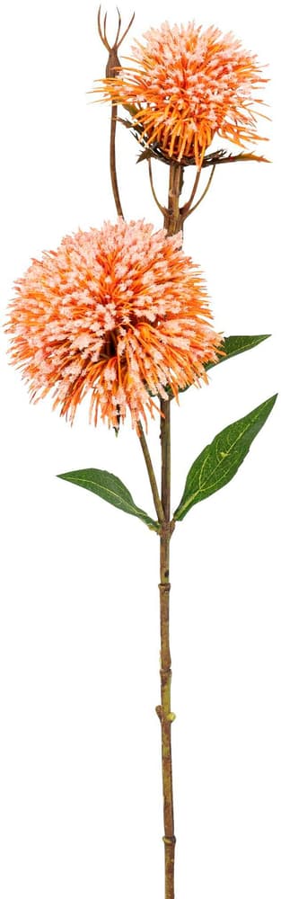 Grevillea Fleur artificielle 658079700000 Couleur Orange Dimensions L: 50.0 cm Photo no. 1