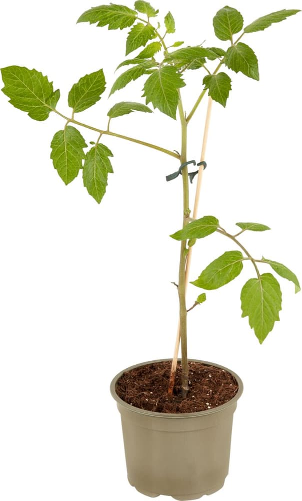 Bio Pomodori datterini innestati Lycopersicon vulgaris Ø12cm Pianta di verdura 307122700000 N. figura 1